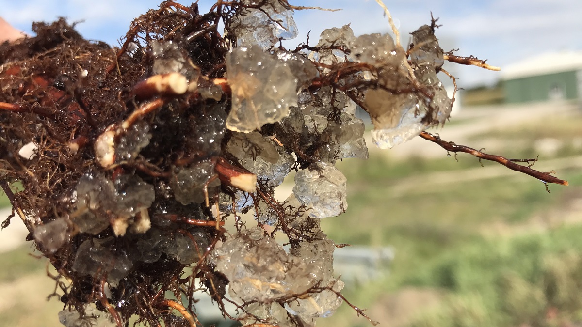 Hidrogeles, la innovación sostenible para la agricultura|productos Polygrain y Polysorb|Equipo de jardineros y técnico de Green Legacy aplicando Polysorb en cantero de Hibiscus.|Cantero de bugambilia. Izquierda zona tratada con Polygrain, derecha zona sin